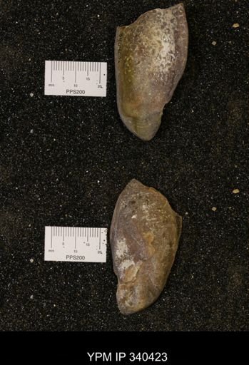 Ostrea glabra