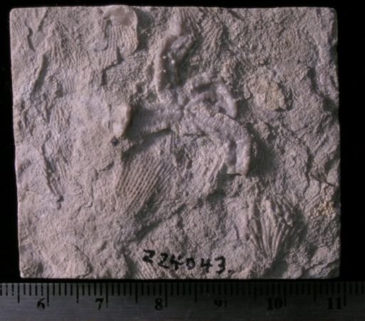 Antiquaster sp.