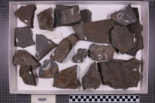 mixed taxa, stratigraphic collection