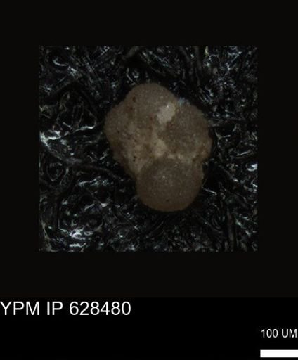 undet. Foraminiferida