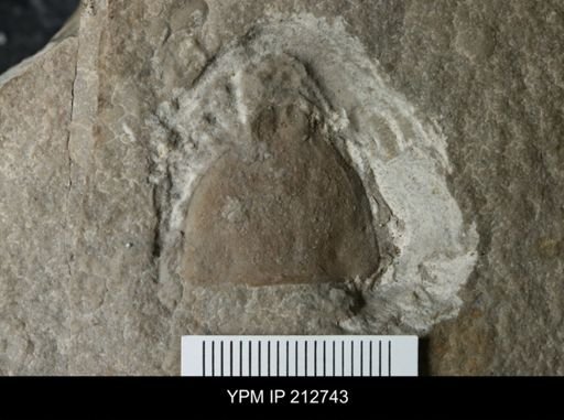 Carcinosomatidae