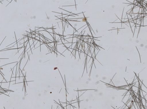 Halichondrida