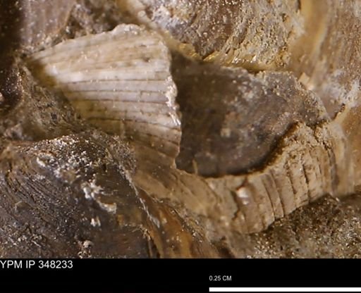 Limopsis striatopunctatus