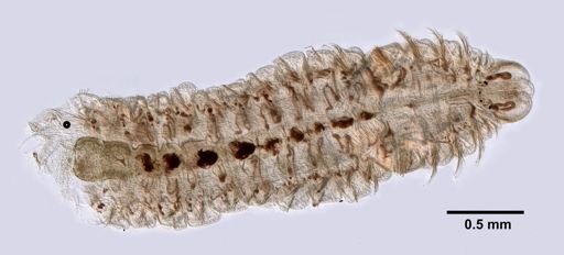 Polydora ciliata