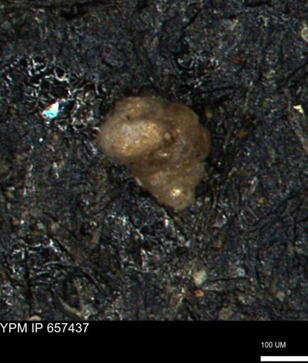 Verneuilinoides hectori