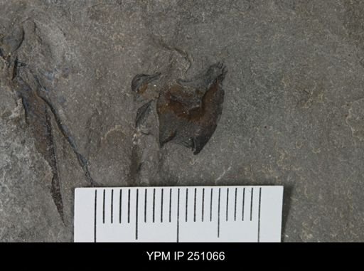 undet. Eurypterida