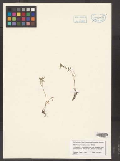 Floerkea proserpinacoides