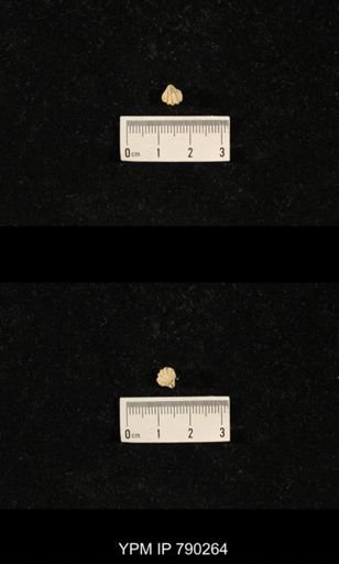 Hustedia huecoensis