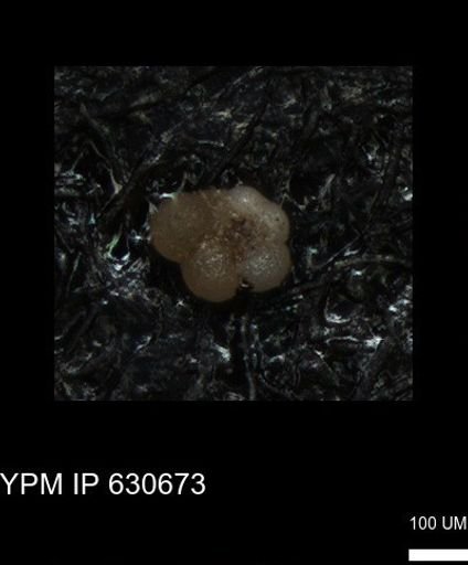 undet. Foraminiferida