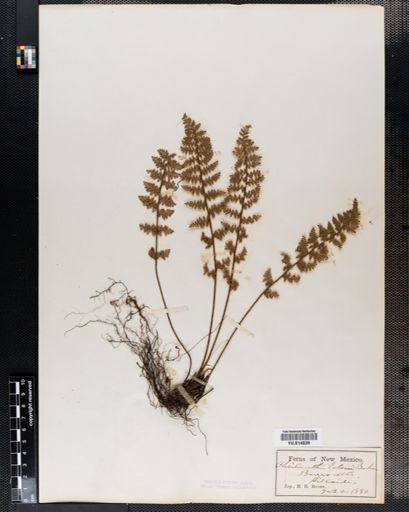 Cheilanthes