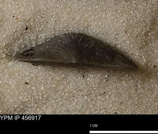 Stropheodonta sp.