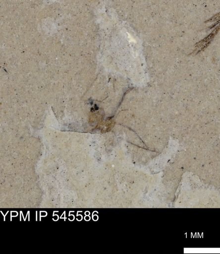 undet. Insecta