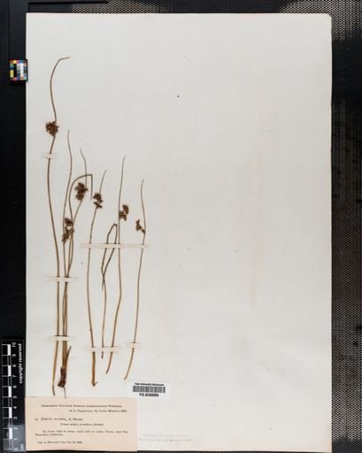 Juncus