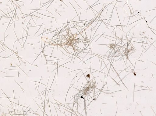 Halichondria (Eumastia) sp.