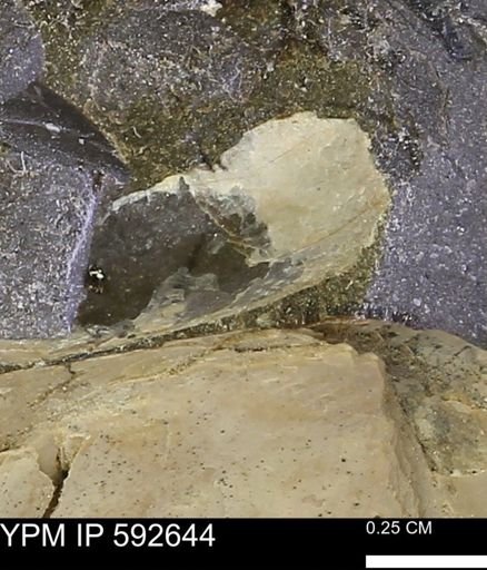 undet. Bivalvia