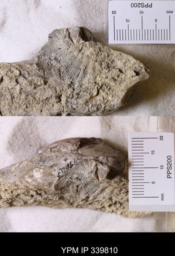 Scaphites whitfieldi