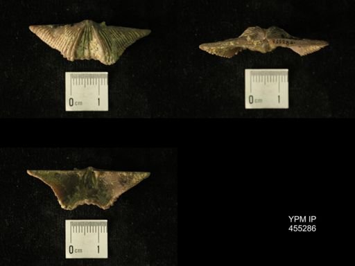 Platystrophia acutilirata prolongata