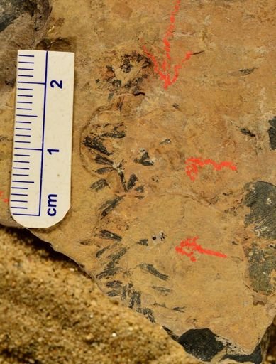 Sphenophyllum sp.