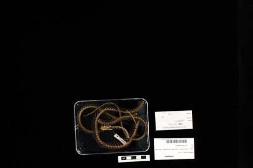 Leptophis