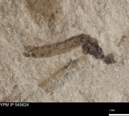 undet. Tipulidae