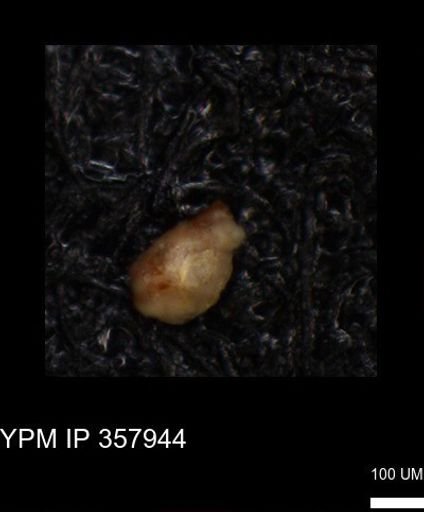 undet. Foraminiferida