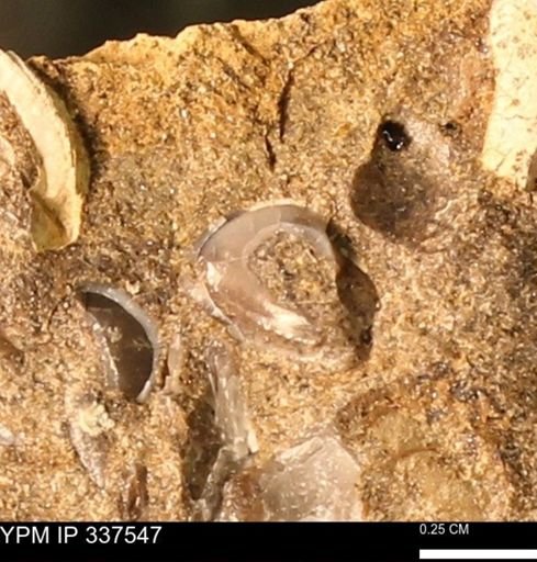 undet. Mollusca