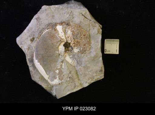 Hoploscaphites melloi