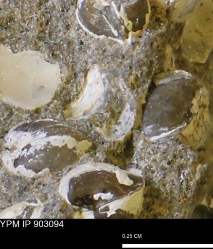 Corbulamella?