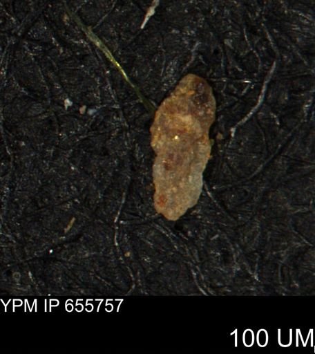 Verneuilina canadensis