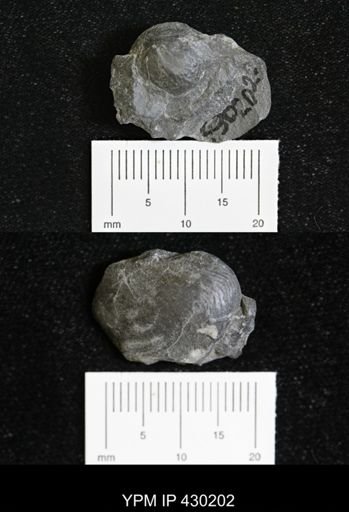 Bellerophontoidea