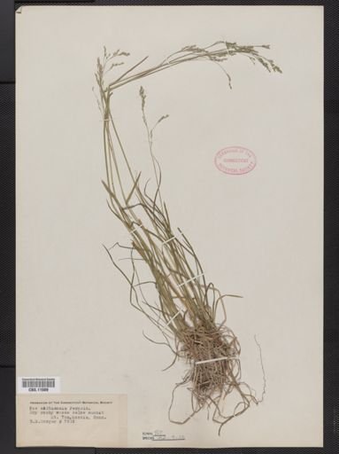 Poa saltuensis