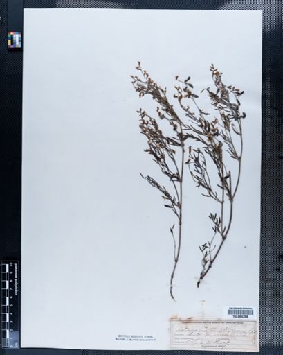 Astragalus