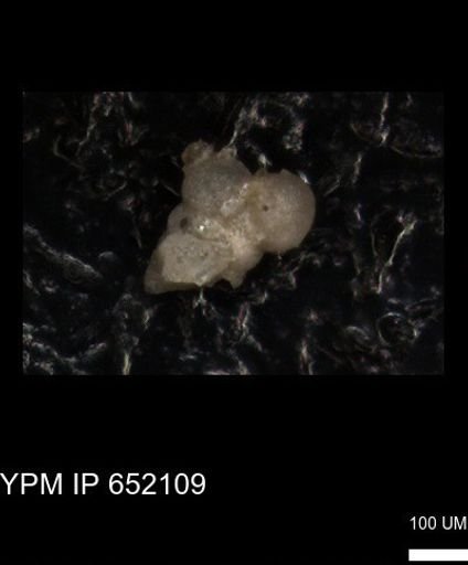 undet. Foraminiferida