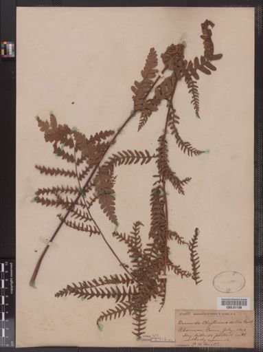 Osmunda claytoniana