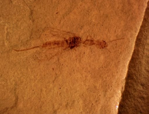 undet. Raphidioptera