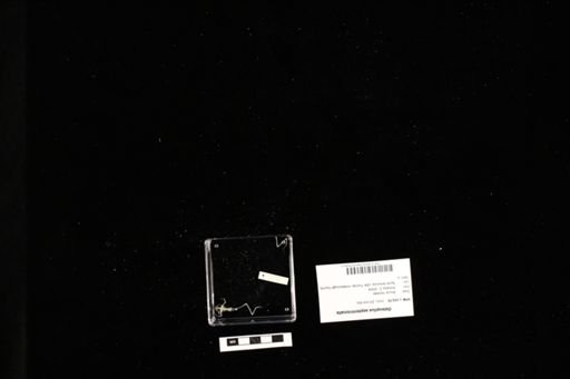 Osteopilus septentrionalis