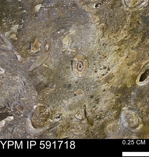 Serpulidae