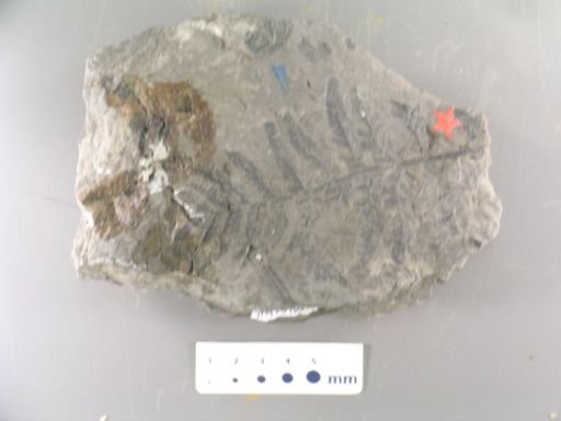 Sphenopteris latirachis