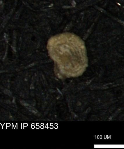 Spirolocammina planula