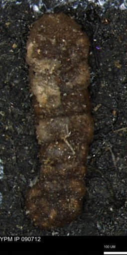 Ammobaculites euides