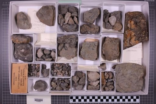 mixed taxa, stratigraphic collection