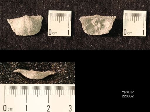 Chonetina flemingi alata