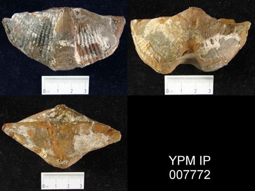 Syringothyris texta