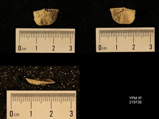 Chonetes granulifer