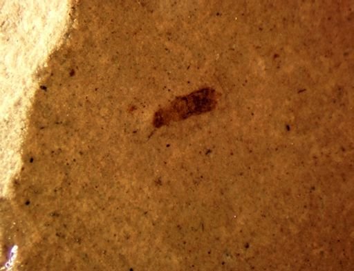 Staphylinidae?
