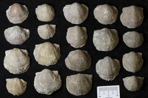 Stropheodonta navalis