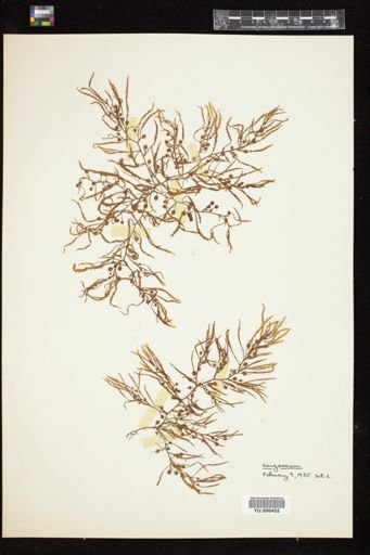 Sargassum