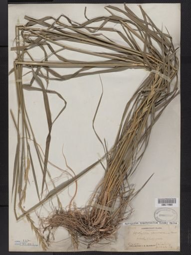 Elymus trachycaulus