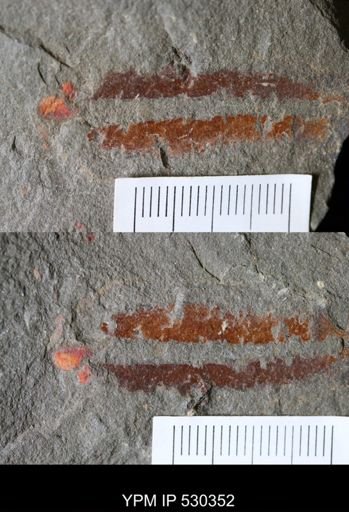 Ichnofossil?
