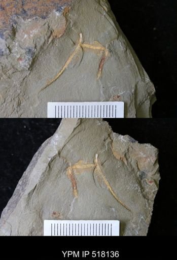 undet. Ichnofossil